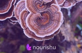 guide to turkey tail mushrooms and benefits